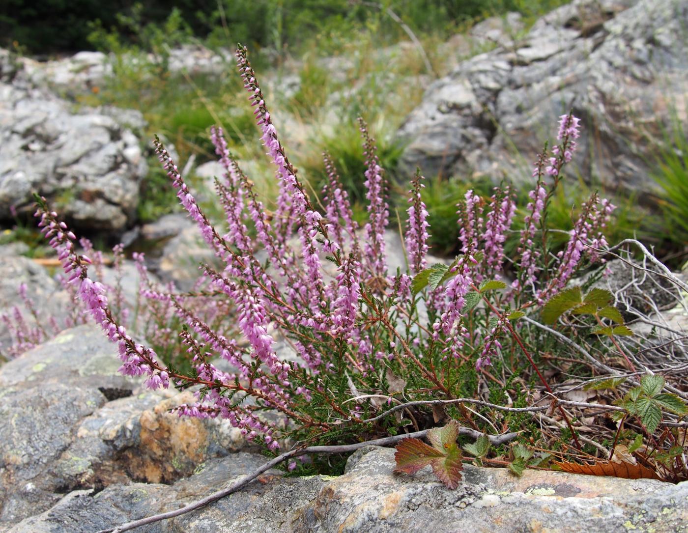 Heather, Ling plant